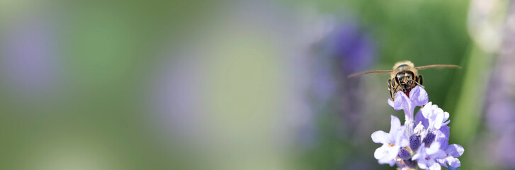 A honey bee collecting pollen. Macro of honey bee (Apis) feeding on a purple (violet) flower