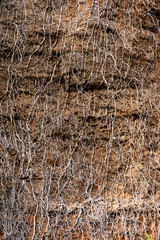 Fine roots of the trees that are seen from the outside, cause of landslide