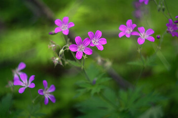 marsh geranium close-up. pink flowers in the forest. floral background
