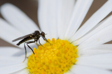 Fly feeding on a flower of Argyranthemum adauctum canariense. Integral Natural Reserve of Inagua. Gran Canaria. Canary Islands. Spain.