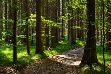 Obraz premium Summertime in forest