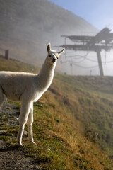 Obraz premium Lama montagne