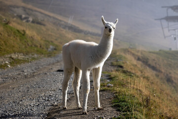 Obraz premium Lama montagne