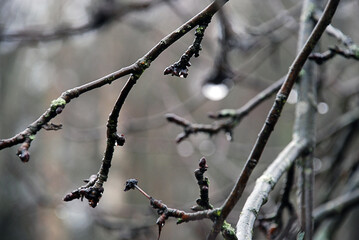 Bare branches of an apple tree in the rain. Cloudy autumn day, it's raining. There were no leaves...