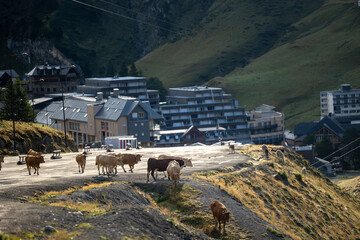 vache village montagne