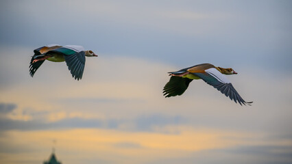 Two egyptian geese flying on evening sky background