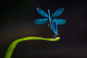 Two beautiful damselflies landing on a leaf