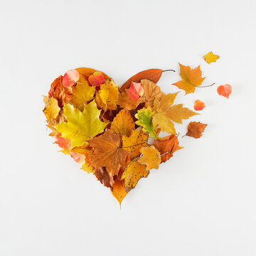 Creative heart shaped layout made from natural autumn leaves on white background. Minimal flat lay. Autumn season concept.