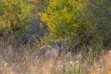 deer in the grass