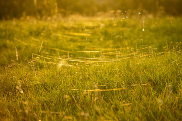 dew on the grass with spider webs