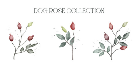 Watercolour vector dog rose collection isolated on white background 