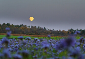 rising full moon burgenland