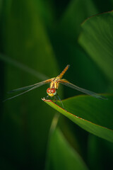 Beautiful yellow dragonfly on a leaf 