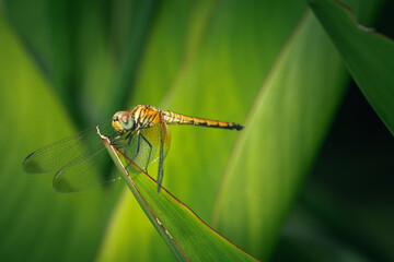 Beautiful yellow dragonfly on a leaf 