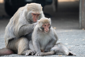 Formosan macaque, Formosan rock monkey also named Taiwanese macaque in the wild.