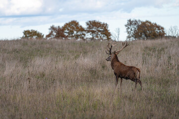 Red deer with large antlers during rutting season on the grassland in autumn