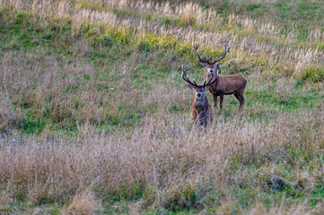 Red deer with large antlers during rutting season on the grassland in autumn