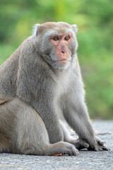 Naklejka premium Formosan macaque, Formosan rock monkey also named Taiwanese macaque in the wild.