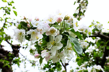 Kwitnące stare tradycyjne sady zawsze są symbolem wiosny, to piękno które trudno zapomnieć