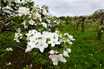 Kwitnące stare tradycyjne sady zawsze są symbolem wiosny, to piękno które trudno zapomnieć