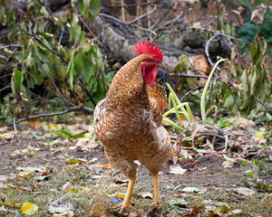 Bird chicken rooster