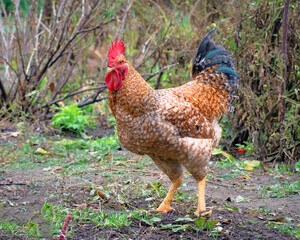 Poultry chicken - rooster on free range