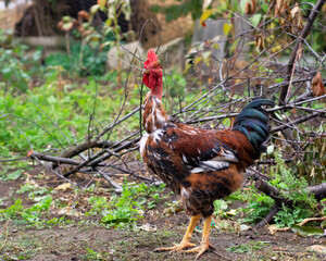 Poultry chicken - rooster on free range