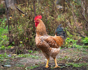 Poultry chicken - rooster on free range