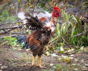 Bird chicken rooster