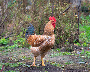 Bird chicken rooster