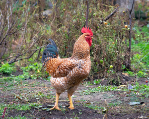 Bird chicken rooster