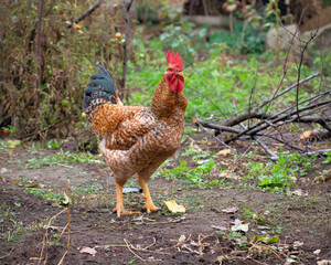 Bird chicken rooster
