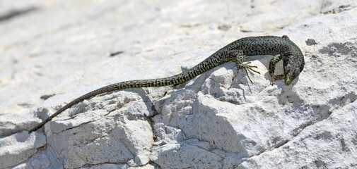 Mosor rock lizard // Mosoreidechse, Mosor-Gebirgseidechse (Dinarolacerta mosorensis) - Lovćen National park, Montenegro
