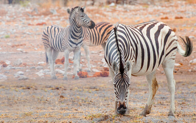 Fototapeta na wymiar Herd of zebras in yellow grass - Etosha National Park, Namibia, Africa