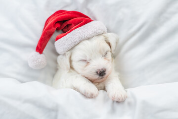 Cute Bichon Frise puppy wearing red santa hat sleeps under white blanket at home. Top down view