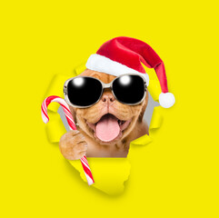 Fototapeta na wymiar Happy puppy wearing sunglasses and red santa hat looking through a hole in yellow paper and holding candy cane