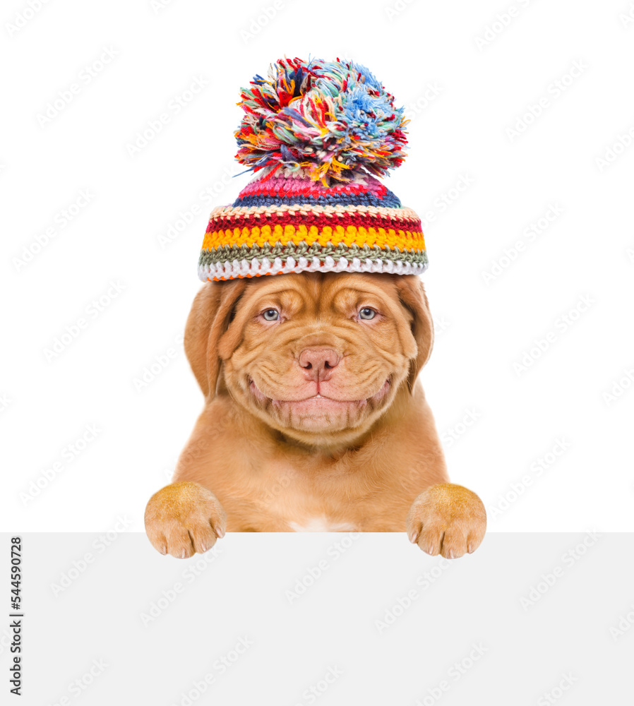 Poster smiling puppy wearing a warm hat looks above empty white board. isolated on white background