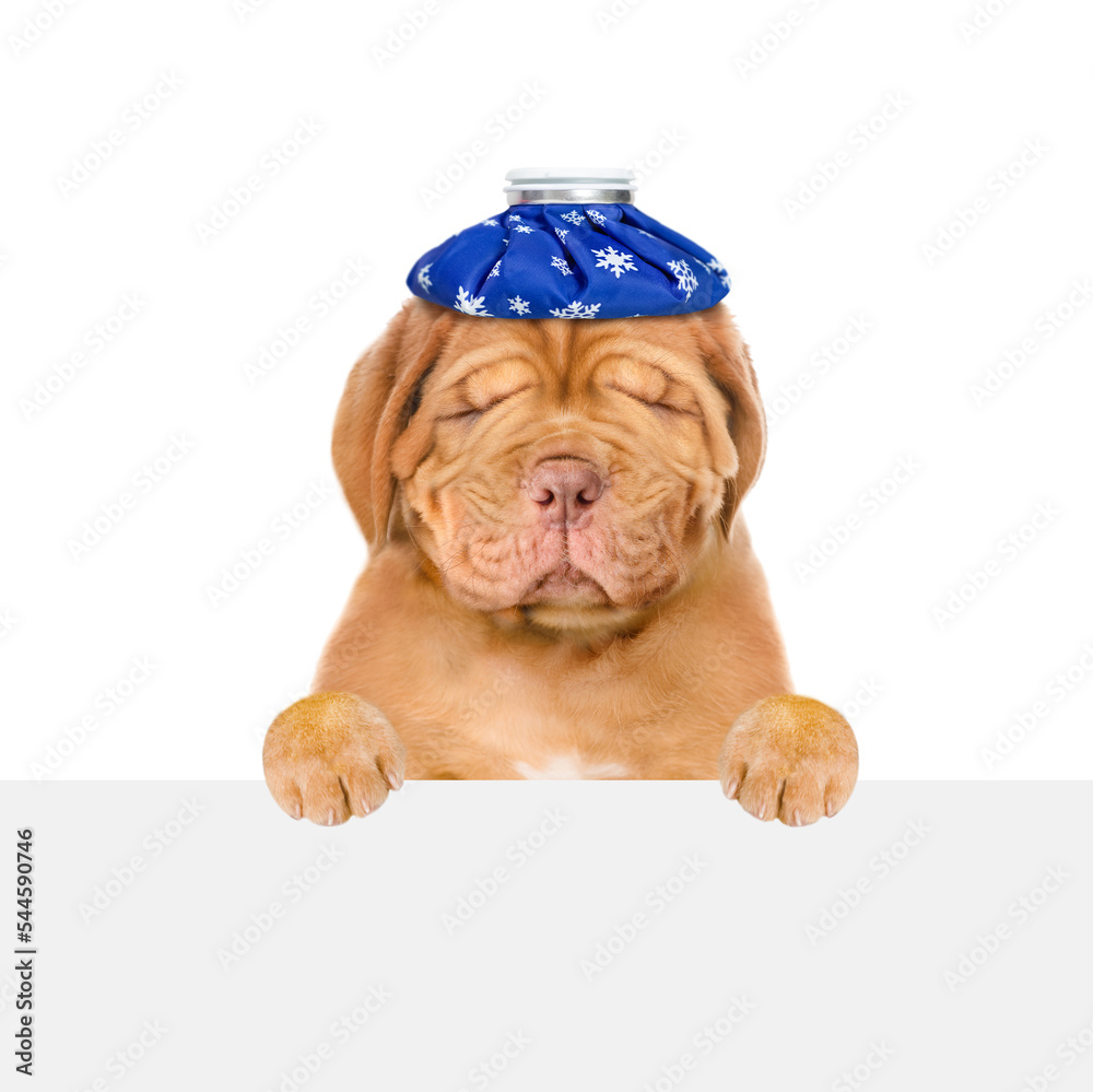 Poster unhapy sick puppy with ice bag on his head above empty white banner. isolated on white background