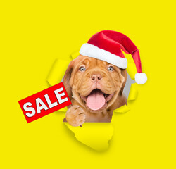 Happy Mastiff puppy  wearing red santa hat looking through a hole in yellow paper and showing sales symbol