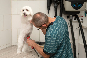 A professional male groomer trimming a haircut to a white dog with an electric hair clipper on a grooming table in a beauty salon for dogs - obrazy, fototapety, plakaty