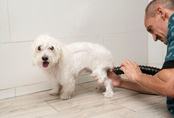 Professional male pet groomer dry dog fur with a hair dryer after washing in beautician salon. Grooming concept