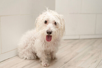 portrait of a wet dog after bathing