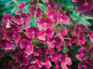 pink flowers in the garden
