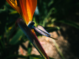 bird of paradise flower