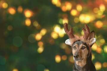 New year Christmas concept mongrel dog wearing reindeer antlers headband on Chritsmas lights bokeh background
