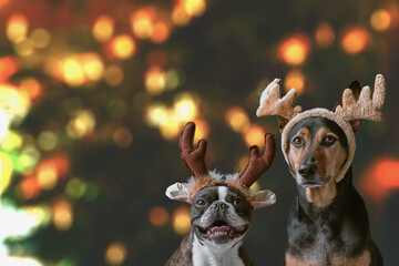 New year Christmas concept Boston terrier and mongrel dog reindeer antlers headband Chritsmas lights bokeh background