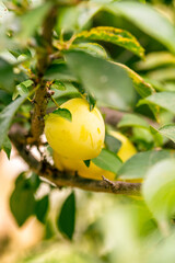 Prunus domestica pertenece a la familia Rosaceae.
