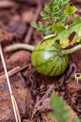Citrullus lanatus pertenece a la familia Cucurbitaceae.