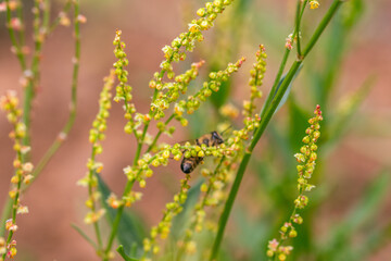 Abeja posada en una flor.