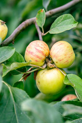 Malus domestica pertenece a la familia Rosaceae.